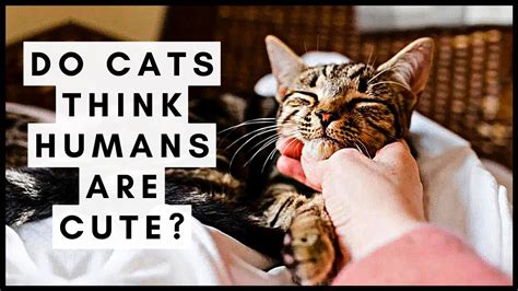 Do cats think humans are cute?