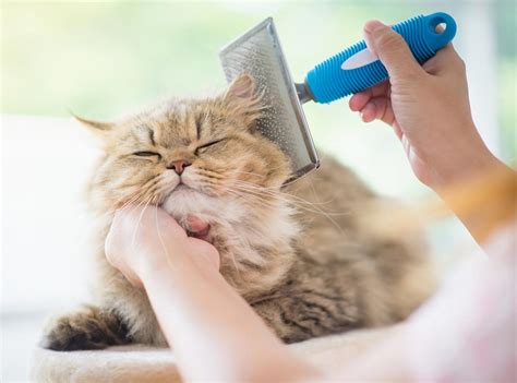 Do cats think you're grooming them?