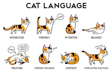 Do cats try to say words?