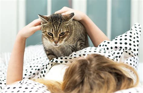 Do cats try to wake you up?