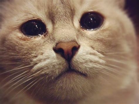 Do cats understand crying?