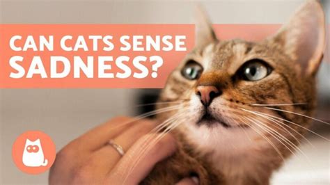 Do cats understand human crying?