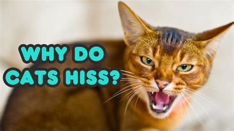 Do cats understand if you hiss at them?