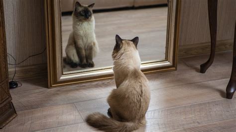 Do cats understand mirrors?
