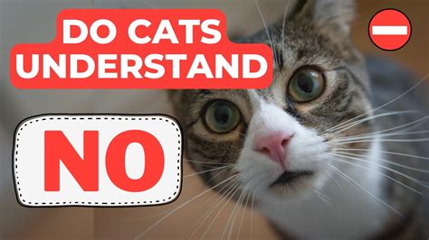 Do cats understand no?