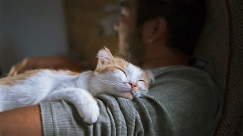 Do cats understand people sleeping?