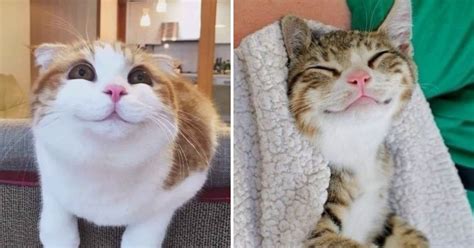 Do cats understand smiles?