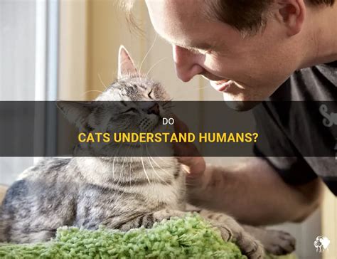 Do cats understand that we are humans?