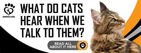 Do cats understand when we talk to them?