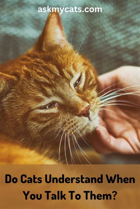 Do cats understand when you speak to them?