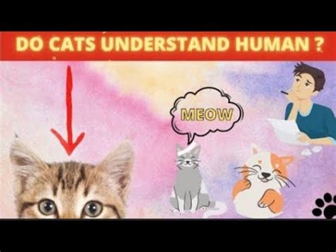 Do cats understand words like no?