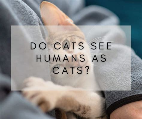 Do cats view humans as cats?