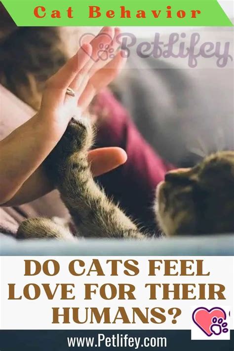 Do cats who feel loved live longer?