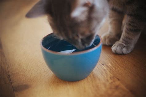 Do cats with UTI drink water?