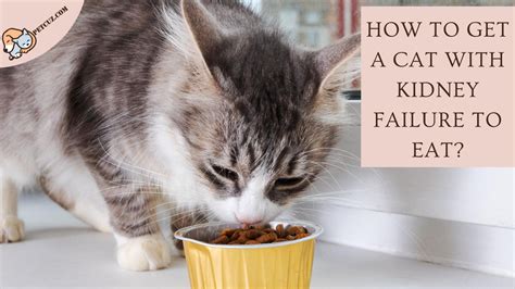 Do cats with kidney disease eat more?