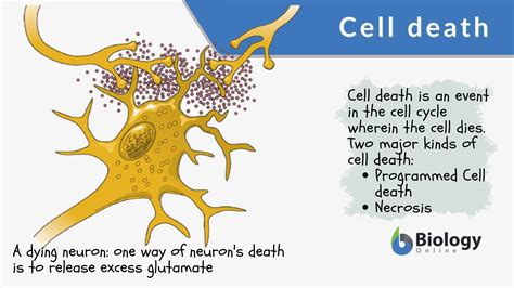 Do cells die when the body dies?
