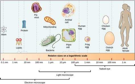 Do cells have different sizes?