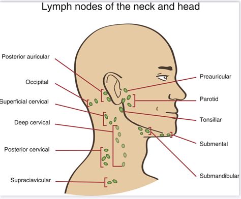 Do cheeks have lymph nodes?