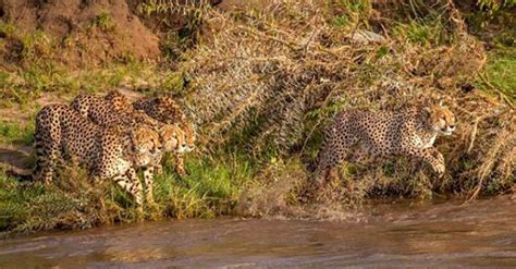 Do cheetahs like water?