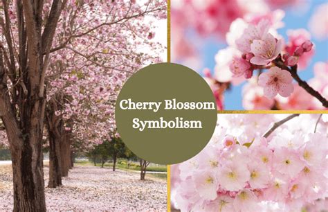 Do cherry blossoms represent change?