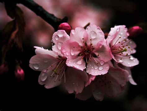 Do cherry blossoms symbolize rebirth?
