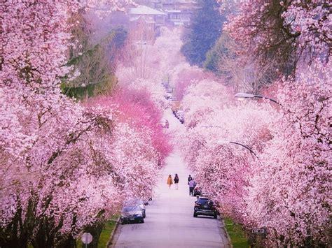 Do cherry blossoms turn from white to pink?