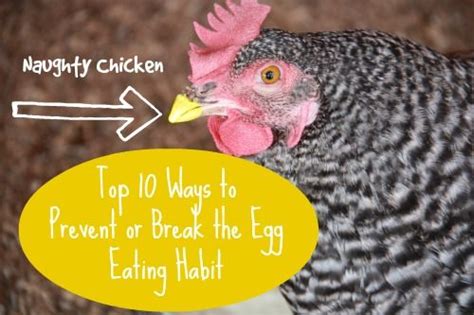 Do chicken blinders stop egg-eating?