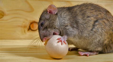 Do chicken eggs attract rats?