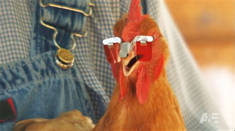 Do chicken goggles work?