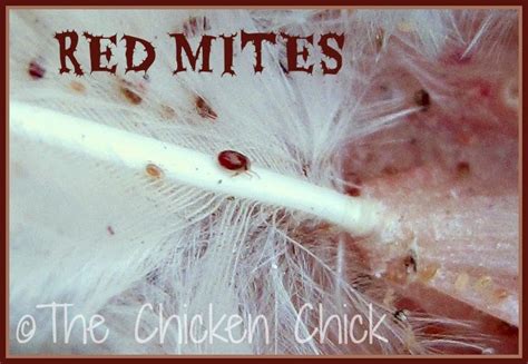 Do chicken mites live in straw?