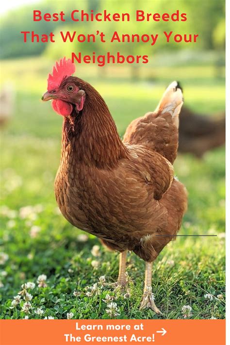 Do chickens annoy neighbors?