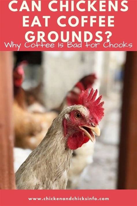 Do chickens hate coffee grounds?