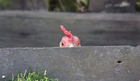 Do chickens hide pain?