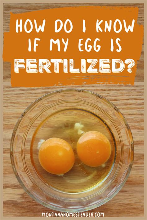 Do chickens know if their egg is fertilized?