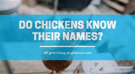 Do chickens know their name?