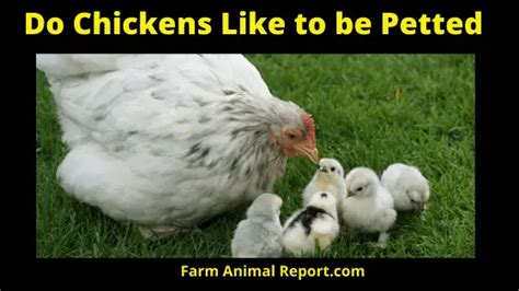 Do chickens like being petted?