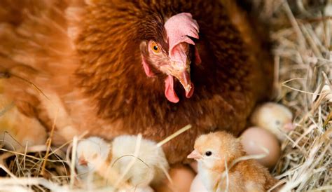 Do chickens miss their eggs?