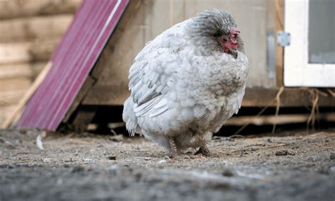 Do chickens miss their owners?