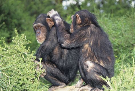 Do chimpanzees mate like humans?