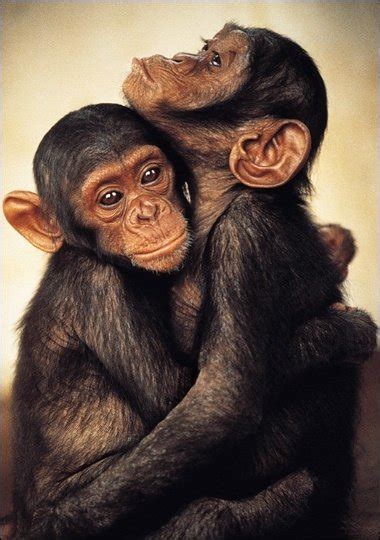 Do chimps hug like humans?