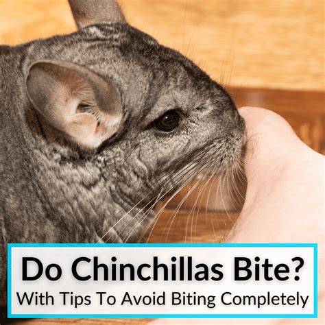 Do chinchilla bites hurt?