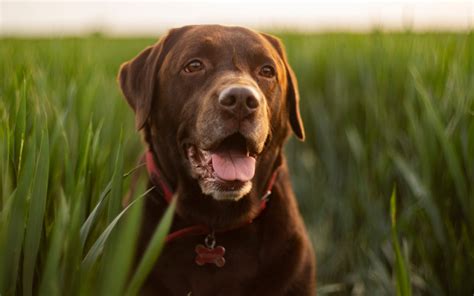 Do chocolate labs have health issues?