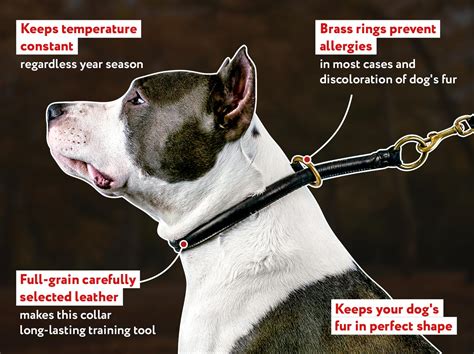 Do choke collars hurt dogs?