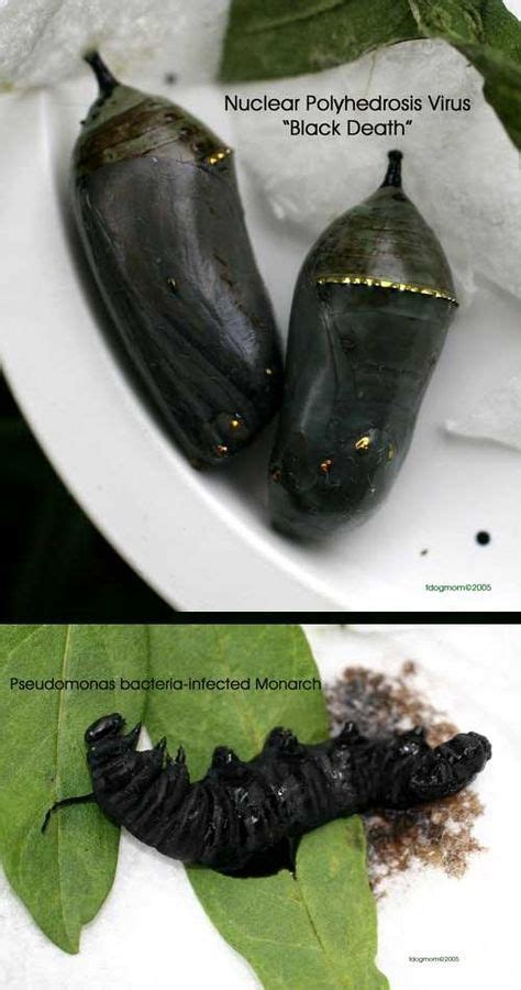 Do chrysalis turn black before hatching?