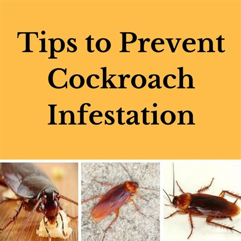 Do cockroaches avoid you?