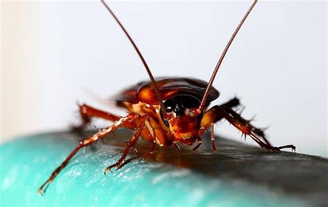 Do cockroaches bite in bed?