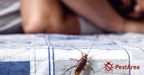 Do cockroaches bother sleeping humans?