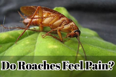 Do cockroaches feel pain?