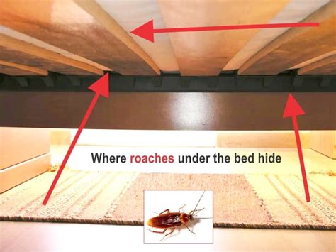 Do cockroaches get in your bed?