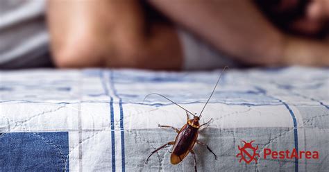 Do cockroaches go in beds?